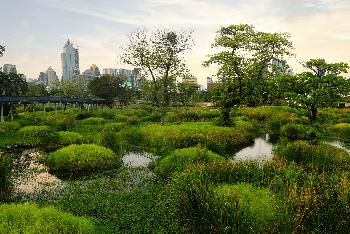 Benjakitti Park - Wilde Natur - Bild 9 - mit freundlicher Genehmigung von Depositphotos 