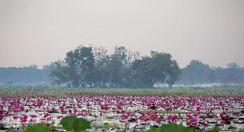 Bueng Boraphet Nakhon Sawan - Bilder von Gerhard Veer - Bild 1 - mit freundlicher Genehmigung von Depositphotos 
