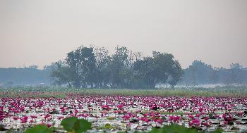 Bueng Boraphet Nakhon Sawan - Bilder von Gerhard Veer - Bild 1 - mit freundlicher Genehmigung von  