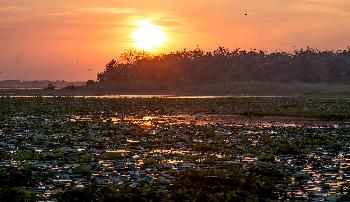 Bueng Boraphet Nakhon Sawan - Bilder von Gerhard Veer - Bild 4 - mit freundlicher Genehmigung von  