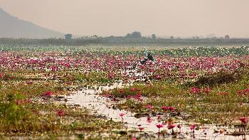 Bueng Boraphet Nakhon Sawan - Bilder von Gerhard Veer - Bild 5 - mit freundlicher Genehmigung von  