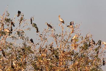 Bueng Boraphet Nakhon Sawan - Bilder von Gerhard Veer - Bild 11 - mit freundlicher Genehmigung von  