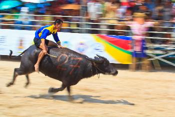 Buffalo-Race - Bild 2 - mit freundlicher Genehmigung von Depositphotos 