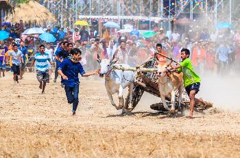 Buffalo-Race - Bild 4 - mit freundlicher Genehmigung von Depositphotos 