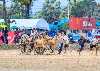 Buffalo-Race - Bild 5 - mit freundlicher Genehmigung von Depositphotos 