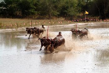 Buffalo-Race - Bild 6 - mit freundlicher Genehmigung von Depositphotos 