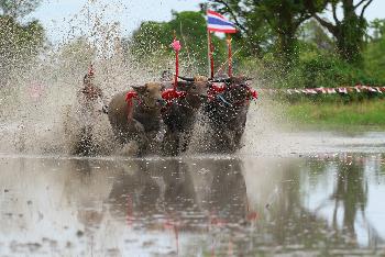 Buffalo-Race - Bild 7 - mit freundlicher Genehmigung von Depositphotos 