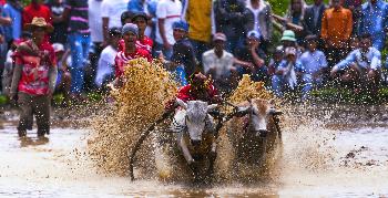 Buffalo-Race - Bild 9 - mit freundlicher Genehmigung von Depositphotos 