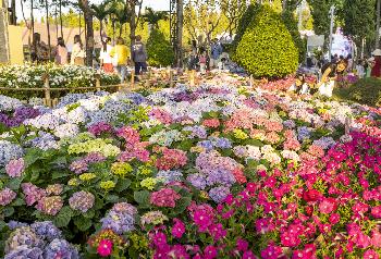 Chiang Mai Flower Festival - Bild 7 - mit freundlicher Genehmigung von Depositphotos