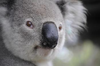 Chiang Mai Zoo - Bild 1