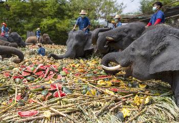 Der thail�ndische Elefantentag - Bild 4 - mit freundlicher Genehmigung von Depositphotos 