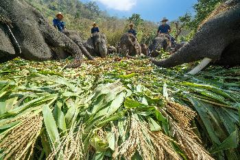 Der thail�ndische Elefantentag - Bild 5 - mit freundlicher Genehmigung von Depositphotos 