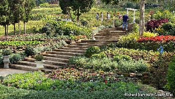 Die botanischen Gärten der Königsmutter von Richard Barrow - Bild 8
