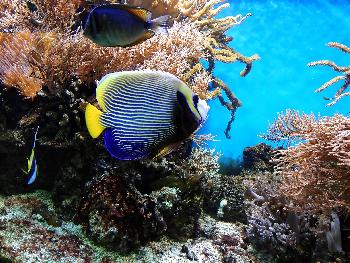 Die Unterwasserwelt rund um Samui - Bild 2