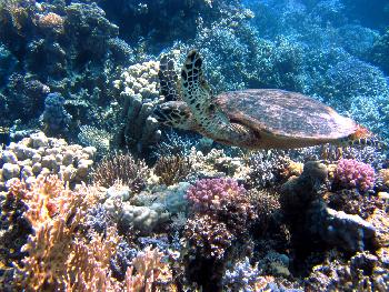 Die Unterwasserwelt rund um Samui - Bild 3