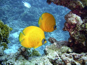 Die Unterwasserwelt rund um Samui - Bild 4