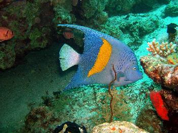 Die Unterwasserwelt rund um Samui - Bild 1