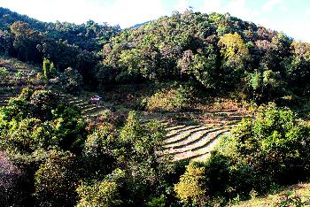 Doi Ithanon Nationalpark - Tropischer Bergdschungel - Bild 3