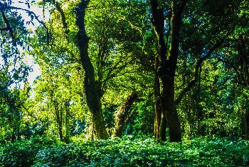 Doi Ithanon Nationalpark - Tropischer Bergdschungel - Bild 8