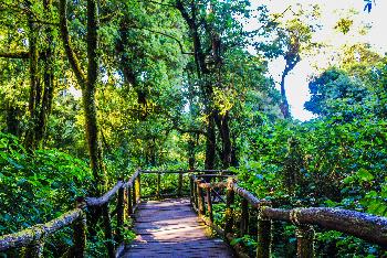 Doi Ithanon Nationalpark - Tropischer Bergdschungel - Bild 9