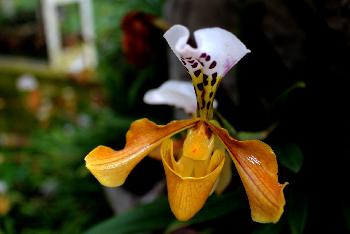 Doi Ithanon Nationalpark - Tropischer Bergdschungel - Bild 13