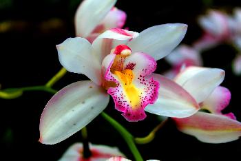 Doi Ithanon Nationalpark - Tropischer Bergdschungel - Bild 14