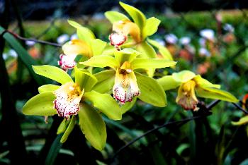 Doi Ithanon Nationalpark - Tropischer Bergdschungel - Bild 15