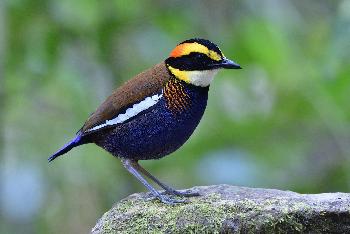 Kaen Krachan Wildlife - Bild 3 - mit freundlicher Genehmigung von Depositphotos 