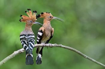 Kaen Krachan Wildlife - Bild 4 - mit freundlicher Genehmigung von Depositphotos 