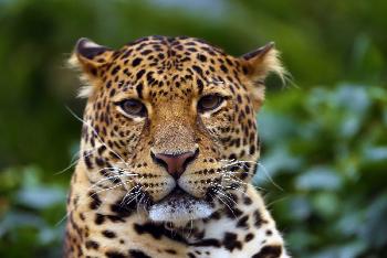 Kaen Krachan Wildlife - Bild 5 - mit freundlicher Genehmigung von Depositphotos 