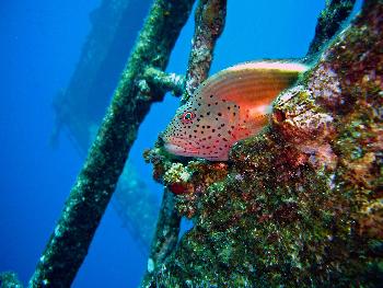 Koh Lipe Unterwasser - Tauchen und Schnorcheln - Bild 3