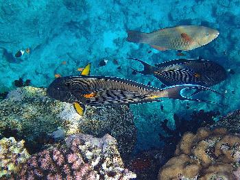 Koh Lipe Unterwasser - Tauchen und Schnorcheln - Bild 4