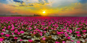 Leuchtend pinkfarbenes Meer - Bild 3 - mit freundlicher Genehmigung von Depositphotos 