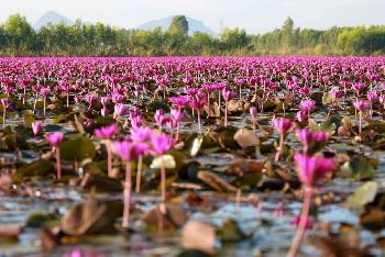 Lotusblüte von November bis Januar - Bild 1