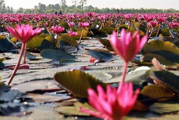 Lotusblüte von November bis Januar - Bild 2