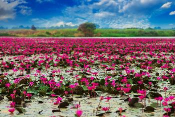 Lotusblüte von November bis Januar - Bild 4 - mit freundlicher Genehmigung von Depositphotos