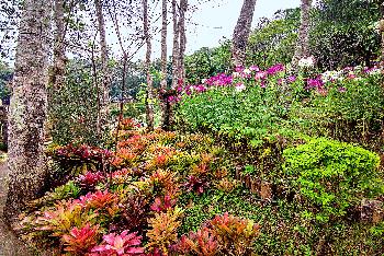 Mae Fah Luang Garden mit Fotos von von Gerhard Veer - Bild 4 - mit freundlicher Genehmigung von Veer 