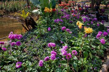 Mae Fah Luang Garden - von Gerhard Veer Bild 6 -  mit freundlicher Genehmigung von Thaisun 