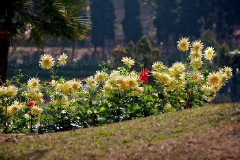 Mae Fah Luang Garden - von Gerhard Veer - Bild 12