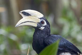 Magische Natur im Dschungel von Koh Adang - Bild 4