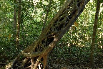 Magische Natur im Dschungel von Koh Adang - Bild 6