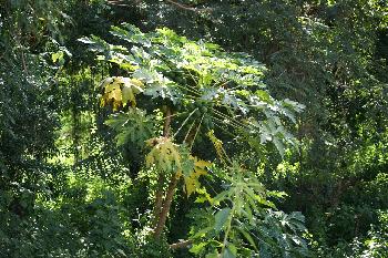 Magische Natur im Dschungel von Koh Adang - Bild 7