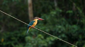 Magische Natur im Dschungel von Koh Adang - Bild 8