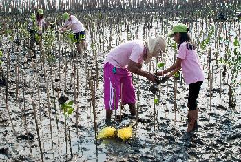 Mangroven pflanzen Samut Phrakan - Bild 1