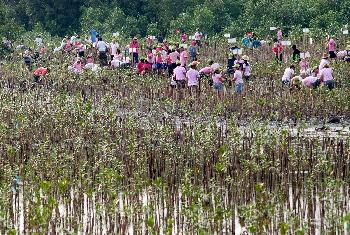 Mangroven pflanzen Samut Phrakan - Bild 2