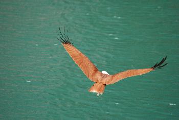 Natur auf Koh Rawi - Bild 5