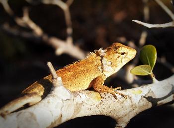Natur auf Koh Rawi - Bild 6