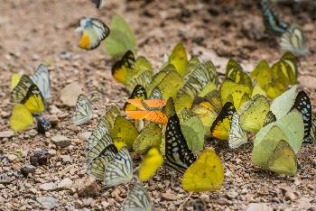 Natur pur im Kaeng Krachan - Bild 2 - mit freundlicher Genehmigung von Depositphotos 