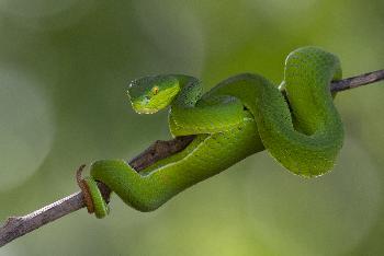 Natur pur im Kaeng Krachan - Bild 3 - mit freundlicher Genehmigung von Depositphotos 