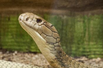 Reptilien in Thailand Bild 1 - - mit freundlicher Genehmigung von Depositphotos